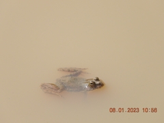 Euphlyctis cyanophlyctis