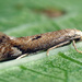 Elachista eleochariella - Photo (c) cossus, algunos derechos reservados (CC BY-NC)