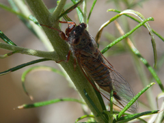 Palapsalta circumdata