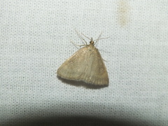 Anania fuscalis