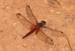 Crocothemis sanguinolenta
