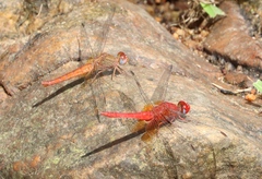 Crocothemis sanguinolenta