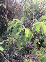 Commersonia bartramia