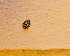 Cheilomenes sulphurea