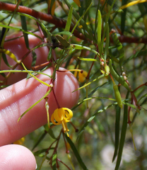 Persoonia nutans