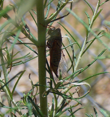 Palapsalta circumdata