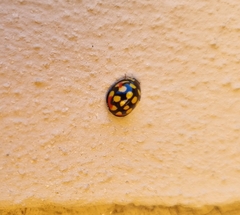 Cheilomenes sulphurea