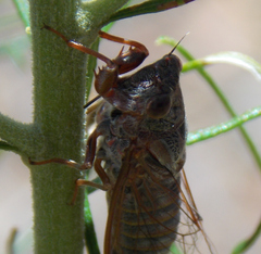 Palapsalta circumdata