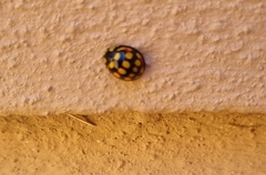 Cheilomenes sulphurea