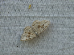 Xanthorhoe montanata