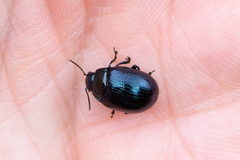 Chrysolina oricalcia