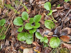 Pyrola