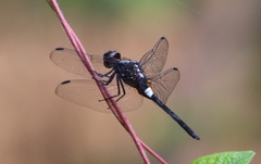 Hadrothemis camarensis