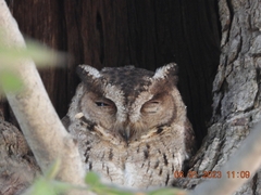 Otus bakkamoena