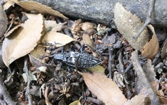 Homocyrtus dromedarius