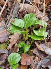 Pyrola