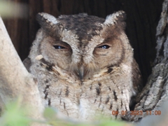 Otus bakkamoena