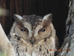 Otus bakkamoena