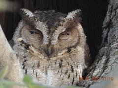 Otus bakkamoena