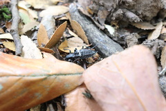 Homocyrtus dromedarius