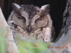 Otus bakkamoena