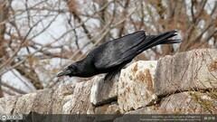 Corvus corone