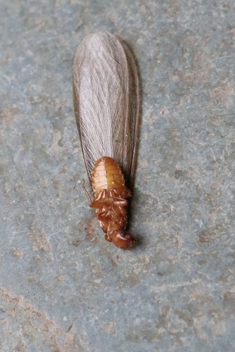 Andes Dampwood Termite