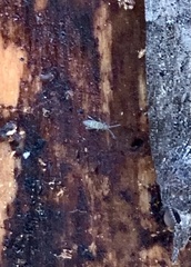 Entomobrya nivalis