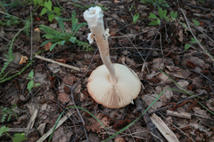 Amanita flavescens