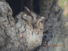 Otus bakkamoena
