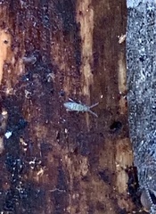 Entomobrya nivalis