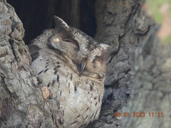 Otus bakkamoena