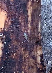 Entomobrya nivalis