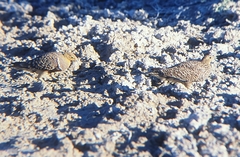 Pterocles namaqua