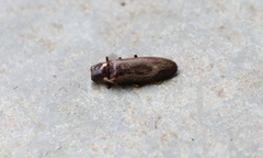 Phanophorus perspicax