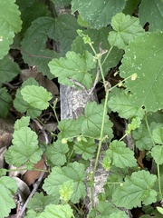 Hermannia floribunda