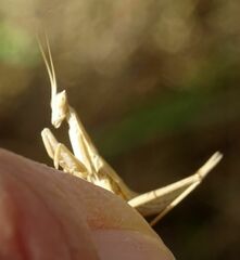 Apteromantis aptera