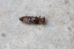 Phanophorus perspicax