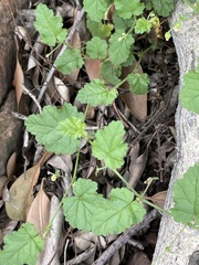 Hermannia floribunda