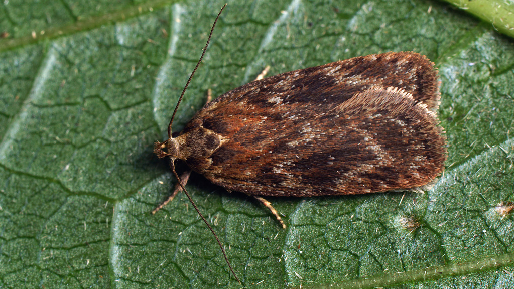 Depressaria sordidatella