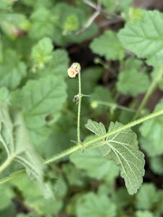Hermannia floribunda