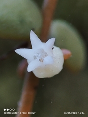 Dischidia
