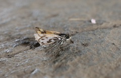 Hylephila fasciolata