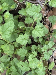 Hermannia floribunda