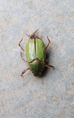 Brachysternus prasinus