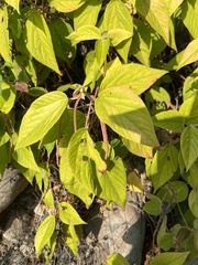 Acalypha angatensis