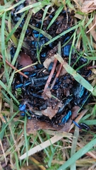 Anoplotrupes stercorosus