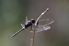 Hadrothemis camarensis