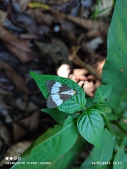 Nyctemera lacticinia