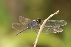 Hadrothemis camarensis